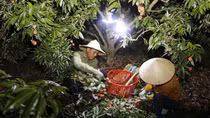 Lục Ngạn những đêm không ngủ