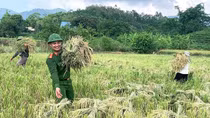 Công an xã giúp người dân thu hoạch lúa tránh thiên tai
