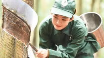 Ngành Cao su Việt Nam: Truyền thống bất khuất và khát vọng cống hiến