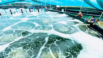 Sản xuất xanh trong ngành tôm