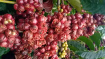 Người trồng cà phê bất lực nhìn quả rụng đỏ gốc dưới những cơn mưa kéo dài