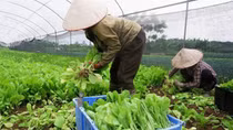 Tạo chuyển biến rõ rệt trong nhận thức và hành động về an toàn thực phẩm