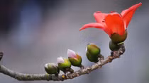 Viên đạn đỏ hai lần