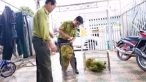 Nói không với sử dụng động vật hoang dã trái phép
