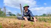 Nông dân vùng lũ gượng dậy, “hồi sinh” vựa hoa Tết