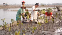 Hồi sinh những cánh rừng ngập mặn trên đầm phá Tam Giang - Cầu Hai