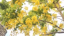 Hoa Osaka đỏ cao nguyên trắng