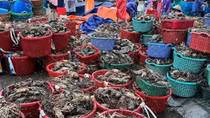 Người dân thủ phủ tôm hùm mất trắng hàng ngàn tỷ đồng sau bão lũ