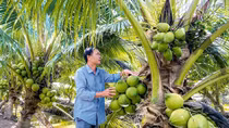 Giá dừa tươi tăng từng ngày