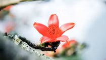 Hoa gạo nở đỏ miền tâm linh!