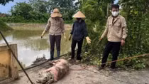 Tiềm ẩn nguy cơ lây lan dịch bệnh từ việc vứt xác lợn chết bừa bãi