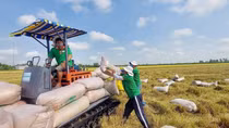 Gạo là mặt hàng xuất khẩu chủ lực của Việt Nam vào Philippines