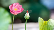 Mọi sự rồi sẽ ổn