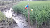 Đang nhậu nổi hứng ra ruộng bắn rắn thì bị điện giật