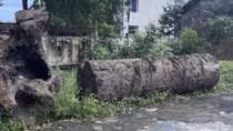 Kết quả xác minh vụ đào bới tan hoang bờ sông Ayun để tìm gỗ quý