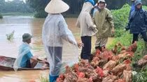Khuyến cáo người dân vùng lũ không sử dụng gia súc, gia cầm chết làm thức ăn