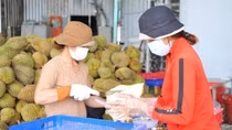 Tháo gỡ "điểm nghẽn" để sầu riêng Tây Nguyên vươn xa