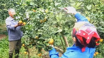 Muốn có thực phẩm an toàn, gốc rễ phải bắt đầu từ sản xuất