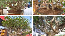 Chiêm ngưỡng cặp trà lão đạt Giải Đặc biệt tại Hội thi kiểng Bonsai Đền Hùng Cần Thơ
