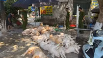 Rợn người với chục con lợn thịt vứt trên sàn nhà, ruồi bâu đầy sắp được đem quay