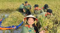 Học viện Chính trị CAND hỗ trợ người dân thu hoạch lúa bị ngập úng sau bão số 11