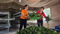 Đồng bào thiểu số chuyển mình nhờ nuôi con “ăn cơm đứng”