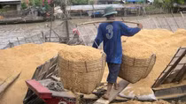 Từ phế phẩm nông nghiệp thành nguồn tài nguyên quý giá