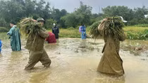 Công an xã, phường ở Huế giúp dân lợp mái nhà, gặt lúa chạy bão