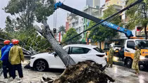Cây xanh lớn bật tốc đè bẹp ô tô Mazda dừng đỗ bên vỉa hè
