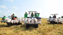 Kiểm tra việc thực thi các quy định pháp luật về kinh doanh xuất khẩu gạo