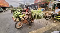 Hương chuối mật vùng Lìa