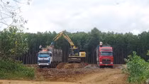 Kiên quyết xử lý trạm cân kiểm, thu mua cây gỗ keo trái phép trên đất rừng sản xuất