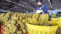 Xuất khẩu tiếp tục là động lực chính thúc đẩy tăng trưởng kinh tế