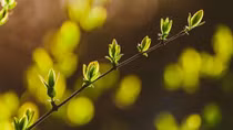 Vẽ mùa sang như thể xuân thì