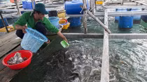 3,5 triệu bảng Anh để thúc đẩy nuôi trồng thủy sản bền vững