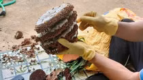 Đăng bán nhộng ong để chiếm đoạt tiền của khách hàng