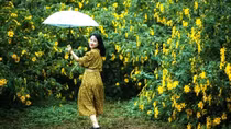 Đà Lạt vào mùa hoa dã quỳ vàng