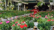 Làng An Lạc được mùa hoa Tết