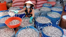 Khát vọng màu cánh gián