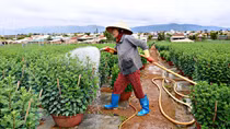 Cảnh báo thủ đoạn lừa đảo từ mua bán rau, hoa dịp Tết