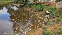 Người dân tập trung tố trại lợn nhiều lần gây ô nhiễm môi trường