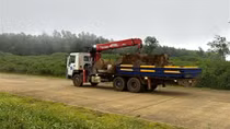 Từ phản ánh của Báo CAND, xử lý trạm cân kiểm, thu mua cây gỗ keo trái phép