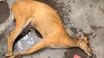 Động vật hoang dã và mối nguy hiểm từ thị trường ngầm