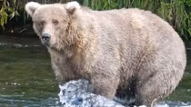 Cuộc thi tìm chú gấu béo nhất ở Alaska
