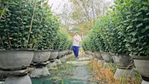 Nông dân xứ Huế tất bật chăm hoa vụ Tết