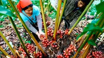 Cần có sự liên kết chặt chẽ giữa sản xuất, chế biến, bảo quản và tiêu thụ nông sản