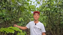 Sau bón phân, hơn 5,5ha cà phê rụng quả, chết cành bất thường