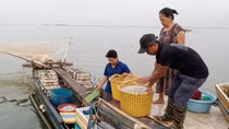 Bồng bềnh sông nước mưu sinh