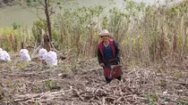 Bấp bênh cây sắn Mường Lát