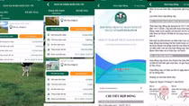Mất tiền tỷ vì nuôi bò kỹ thuật số